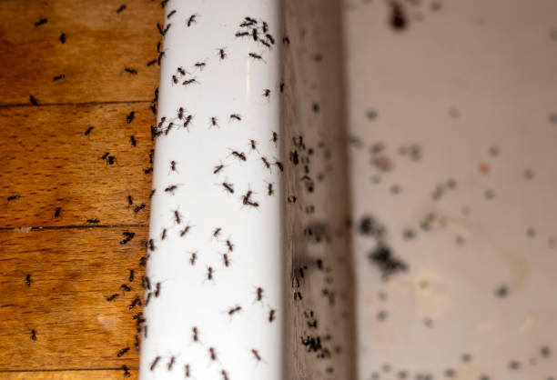 Best Mosquito Control Services  in Branford Center, CT