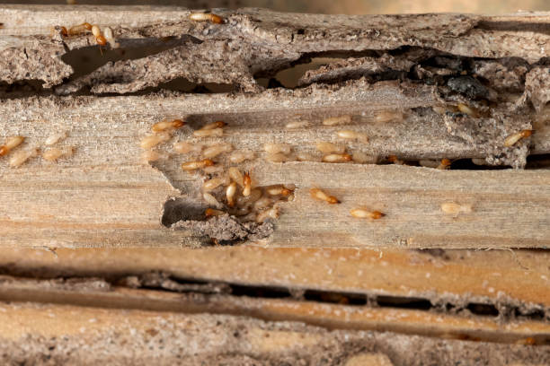 Best Wasp Removal Services  in Branford Center, CT