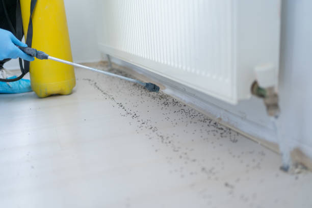 Best Best Pest Control Companies  in Branford Center, CT