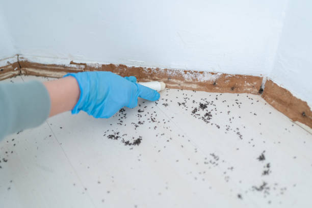 Best Affordable Pest Control Services  in Branford Center, CT